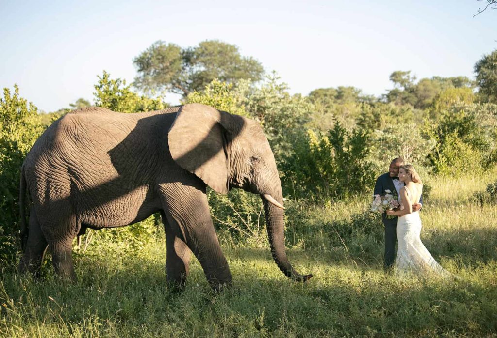 elephant wedding photos safari